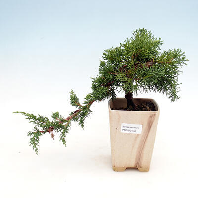 Bonsai outdoor - Juniperus chinensis - Jałowiec chiński