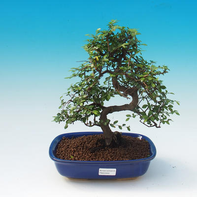 Pokój bonsai - Ulmus parvifolia - Małopolska - 1