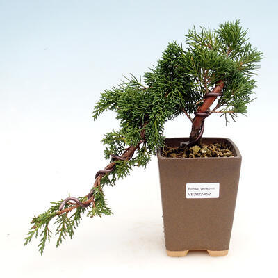 Outdoor bonsai - Juniperus chinensis - Jałowiec chiński