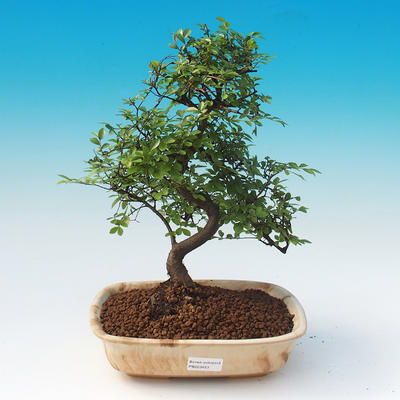 Pokój bonsai - Ulmus parvifolia - Małopolska - 1
