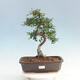bonsai Room - Ulmus parvifolia - Malolistý wiąz - 1/6
