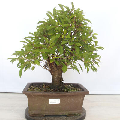 Bonsai na zewnątrz - Mahalebka - Prunus mahaleb - 1