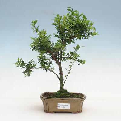 Kryty bonsai - Ilex crenata - Holly