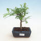 Kryty bonsai - Zantoxylum piperitum - Mięta pieprzowa - 1/4