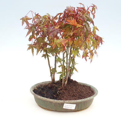 Odkryty gaj bonsai - Acer palmatum - Palm Maple - 1