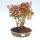 Odkryty gaj bonsai - Acer palmatum - Palm Maple - 1/2