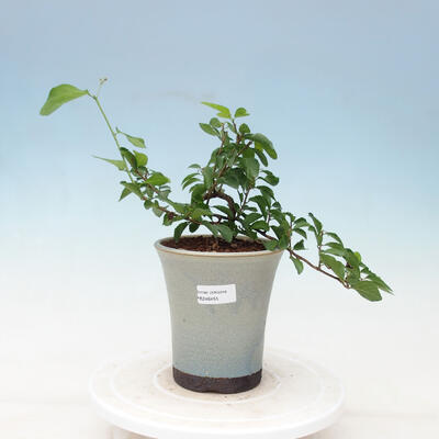 bonsai Room - Grewia occidentalis - Starfish Lavender - 1