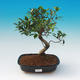 Pokój bonsai - Ficus retusa - Mały fikus - 1/2