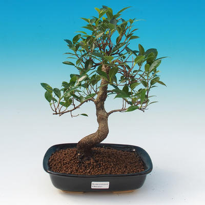 Pokój bonsai - Ficus retusa - Mały fikus - 1