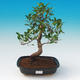 Pokój bonsai - Ficus retusa - Mały fikus - 1/2