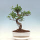 Kryty bonsai - Ficus kimmen - fikus drobnolistny - 1/4