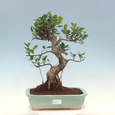 Kryty bonsai - Ficus kimmen - fikus drobnolistny - 1