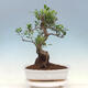 Kryty bonsai - Ficus kimmen - fikus drobnolistny - 1/4