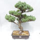 Outdoor bonsai - Pinus parviflora - Sosna drobnokwiatowa - 1/5