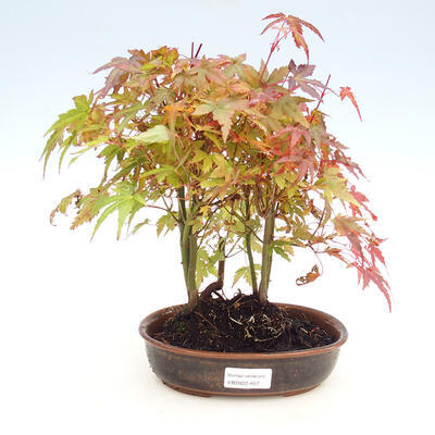 Odkryty gaj bonsai - Acer palmatum - Palm Maple - 1