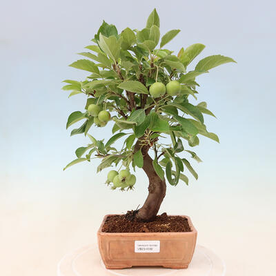 Outdoor bonsai -Malus Halliana - owocach jabłoni - 1