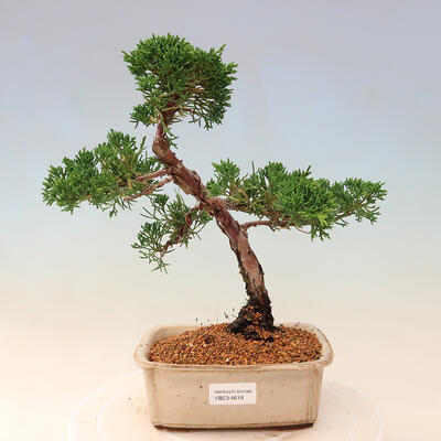 Plenerowi bonsai - Juniperus chinensis - Chiński jałowiec