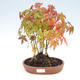 Odkryty gaj bonsai - Acer palmatum - Palm Maple - 1/2
