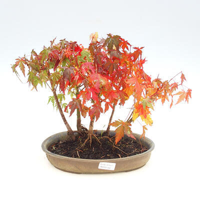 Gaj bonsai na zewnątrz - Acer palmatum - Klon palmowy - 1