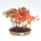 Gaj bonsai na zewnątrz - Acer palmatum - Klon palmowy - 1/2