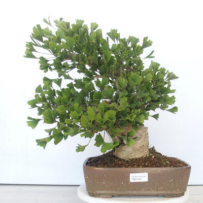 Outdoor bonsai - Jinan biloba - Ginkgo biloba - 1