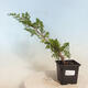 Outdoor bonsai - Juniperus chinensis Itoigawa-jałowiec chiński - 1/4