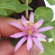 bonsai Room - Grewia occidentalis - Starfish Lavender - 1/4