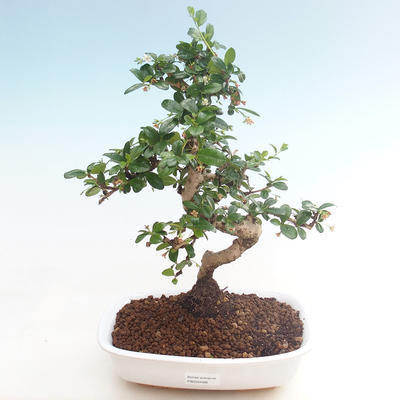 Kryty bonsai - Carmona macrophylla - Tea fuki PB220466 - 1