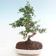Kryty bonsai - Carmona macrophylla - Tea fuki PB220466 - 1/5