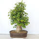 Outdoor bonsai - Jinan biloba - Ginkgo biloba - 1/5