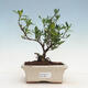 Pokój bonsai - Gardenia jasminoides-Gardenie - 1/2