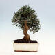 Kryte bonsai - Olea europaea sylvestris - Europejska oliwa z małych liści - 1/6