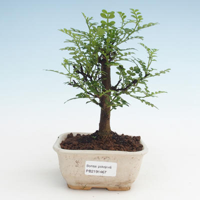 Kryty bonsai - Zantoxylum piperitum - Drzewo pieprzowe PB2191467 - 1