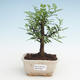 Kryty bonsai - Zantoxylum piperitum - Drzewo pieprzowe PB2191467 - 1/4