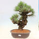 Outdoor bonsai - Pinus thunbergii corticosa - korka sosny - 1/4