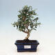 Kryte bonsai - Olea europaea sylvestris - Europejska oliwa z małych liści - 1/3