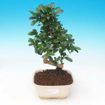 Pokój bonsai - Carmona macrophylla - Tea fuki - 1