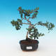 Kryte bonsai - Olea europaea sylvestris -Oliva european tiny - 1/5