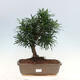 bonsai Room - Podocarpus - Stone tysięcy - 1/7