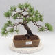 Outdoor bonsai - Pinus sylvestris - Sosna zwyczajna - 1/4