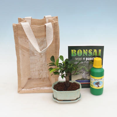Bonsai pokojowe w woreczku prezentowym - JUTA, Ficus-Ficus retusa