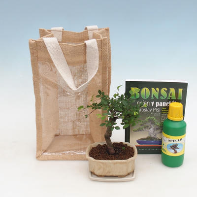 Bonsai pokojowe w woreczku prezentowym - JUTA, Ulmus parvifolia-Wiąz wewnętrzny