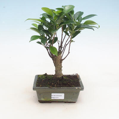 Kryty bonsai - Ficus retusa - figowiec drobnolistny - 1