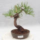 Outdoor bonsai - Pinus sylvestris - Sosna zwyczajna - 1/5