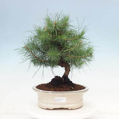Kryty bonsai-Pinus halepensis-sosna Aleppo - 1