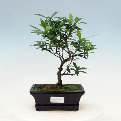 Pokój bonsai - Gardenia jasminoides-Gardenie - 1