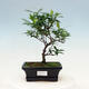 Pokój bonsai - Gardenia jasminoides-Gardenie - 1/3