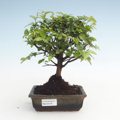 Kryty bonsai - Sagerécie thea - Sagerécie thea PB2191476 - 1