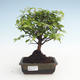 Kryty bonsai - Sagerécie thea - Sagerécie thea PB2191476 - 1/4
