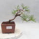 Outdoor bonsai - Pinus sylvestris - Sosna zwyczajna - 1/4